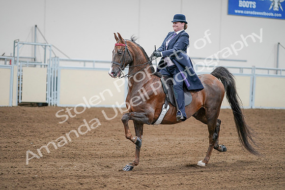2020 - AB Morgan Horse - Fri, Sept 04 - 08216
