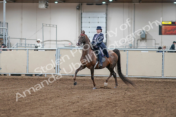 2020 - AB Morgan Horse - Fri, Sept 04 - 07860
