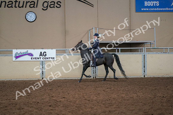 2019 Morgan Horse Show - Aug 30, 2019 - 12238