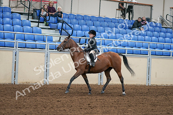2020 - AB Morgan Horse - Fri, Sept 04 - 02072