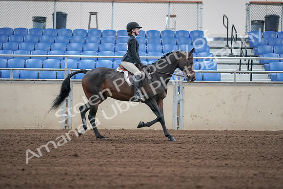 2019 Morgan Horse Show - Sept 01, 2019 - 03830