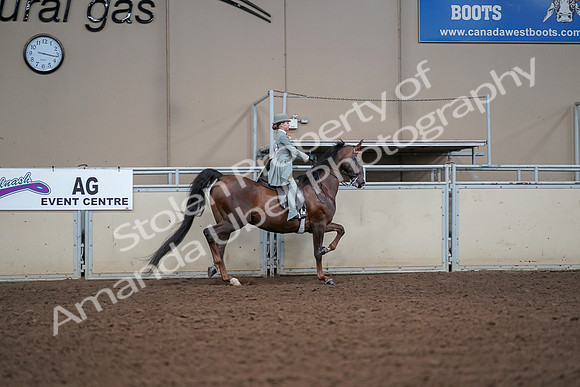 2019 Morgan Horse Show - Aug 30, 2019 - 18078