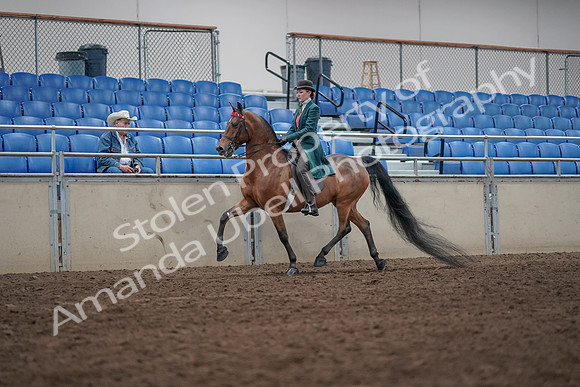 2019 Morgan Horse Show - Sept 01, 2019 - 13201