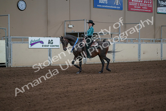 2019 Morgan Horse Show - Sept 01, 2019 - 07291