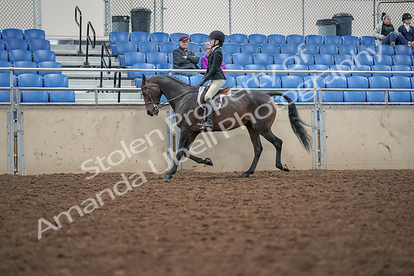 2019 Morgan Horse Show - Aug 30, 2019 - 20307