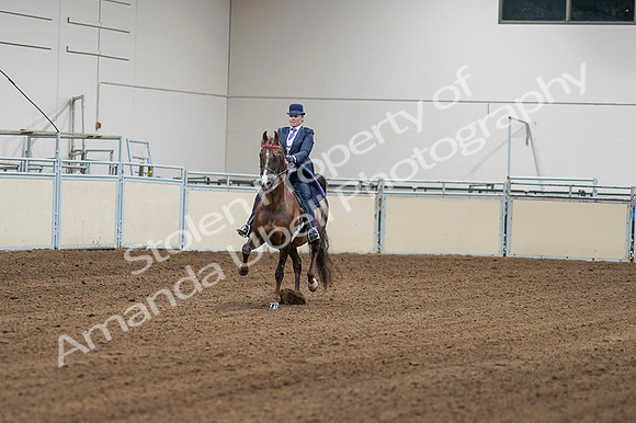 2020 - AB Morgan Horse - Fri, Sept 04 - 08155