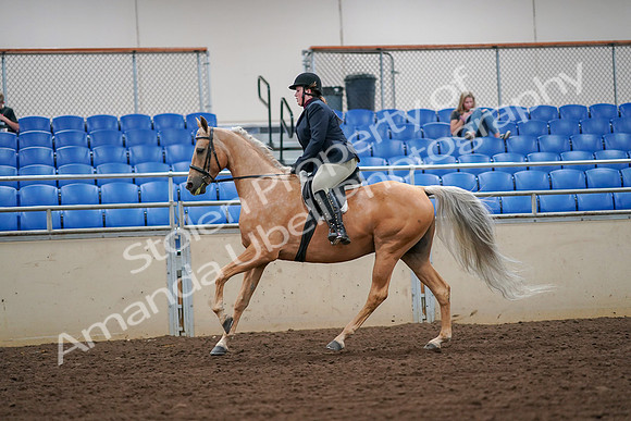 2019 Morgan Horse Show - Aug 30, 2019 - 16323