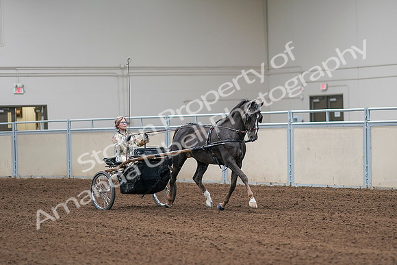 2020 - AB Morgan Horse - Sat, Sept 05 - 05914
