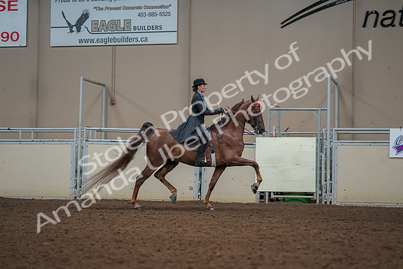 2019 Morgan Horse Show - Aug 30, 2019 - 25238