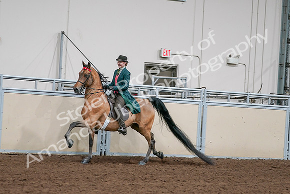2020 - AB Morgan Horse - Sat, Sept 05 - 13784