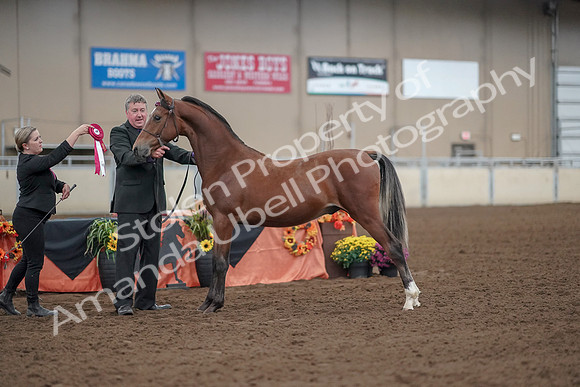 2019 Morgan Horse Show - Aug 30, 2019 - 25648