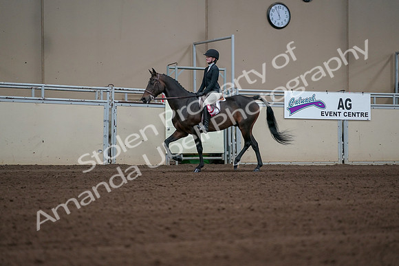 2019 Morgan Horse Show - Sept 01, 2019 - 03971