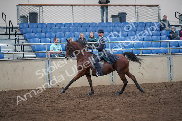2019 Morgan Horse Show - Aug 31, 2019 - 08850
