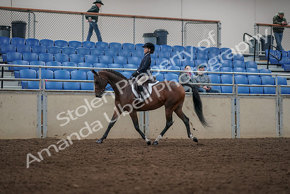 2019 Morgan Horse Show - Aug 31, 2019 - 05560