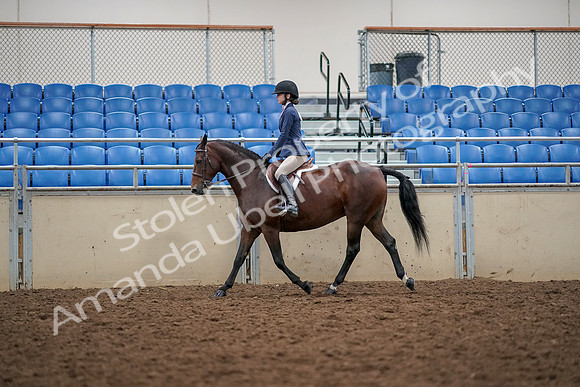 2019 Morgan Horse Show - Aug 30, 2019 - 23224