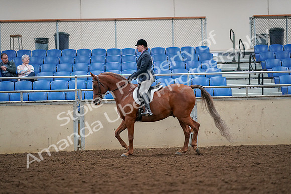2019 Morgan Horse Show - Aug 30, 2019 - 22321
