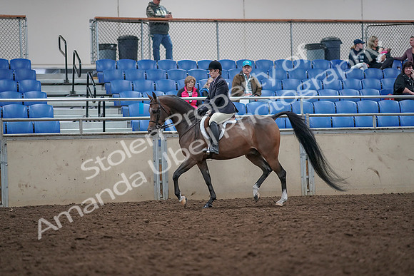 2019 Morgan Horse Show - Aug 31, 2019 - 15859