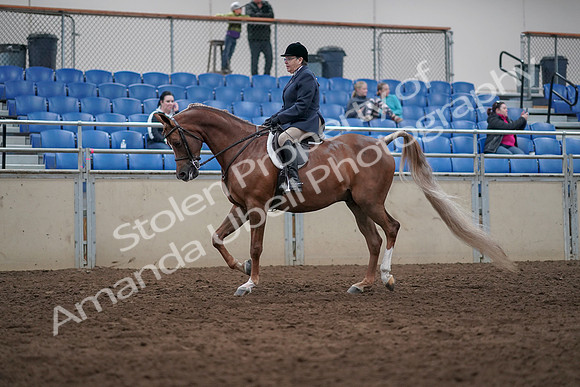 2019 Morgan Horse Show - Sept 01, 2019 - 08532