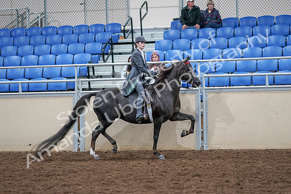 2020 - AB Morgan Horse - Sat, Sept 05 - 13924
