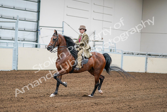 2020 - AB Morgan Horse - Sat, Sept 05 - 08074
