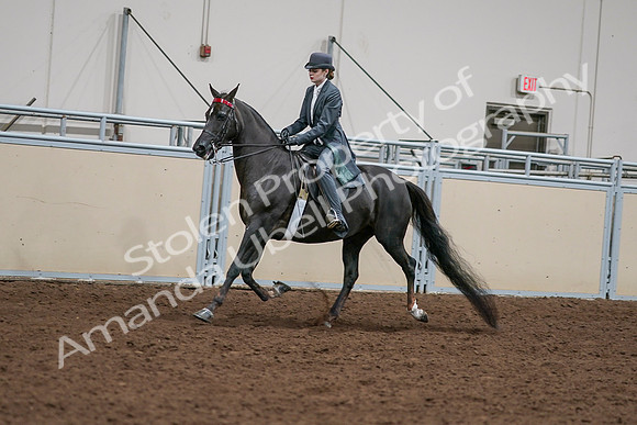 2020 - AB Morgan Horse - Sat, Sept 05 - 13635
