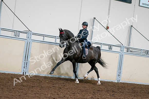 2020 - AB Morgan Horse - Fri, Sept 04 - 03211