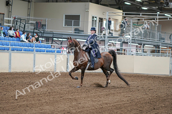 2020 - AB Morgan Horse - Fri, Sept 04 - 07875