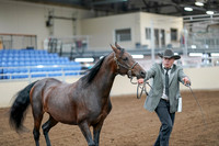 2020 - AB Morgan Horse - Sat, Sept 05 - 00184