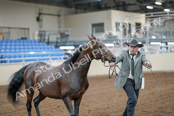 2020 - AB Morgan Horse - Sat, Sept 05 - 00184