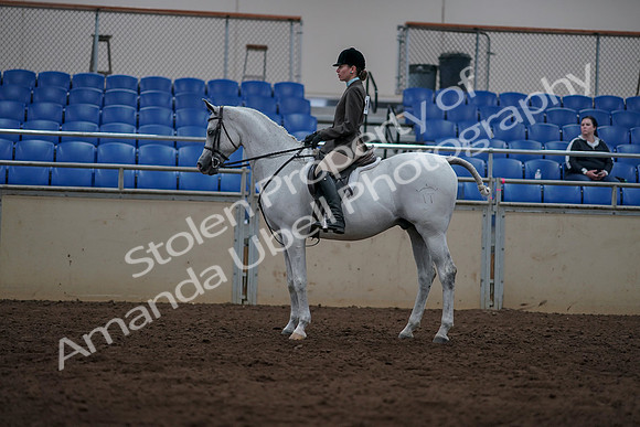 2019 Morgan Horse Show - Sept 01, 2019 - 08764