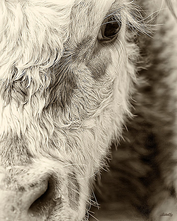 Farm Animals - 009