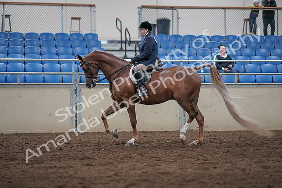 2019 Morgan Horse Show - Sept 01, 2019 - 08537