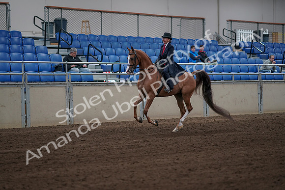 2019 Morgan Horse Show - Sept 01, 2019 - 11958