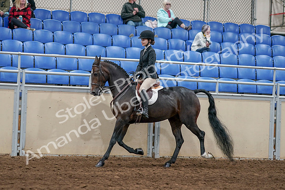 2020 - AB Morgan Horse - Sat, Sept 05 - 14420