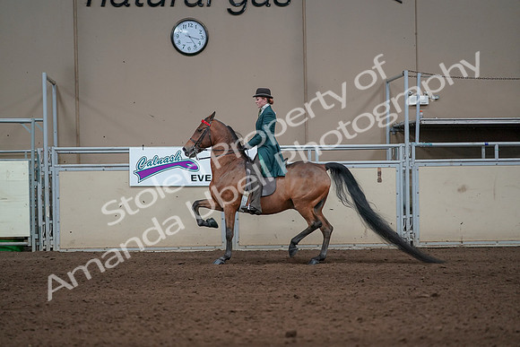 2019 Morgan Horse Show - Sept 01, 2019 - 13194