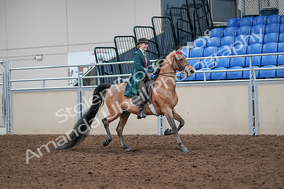2020 - AB Morgan Horse - Sat, Sept 05 - 13863