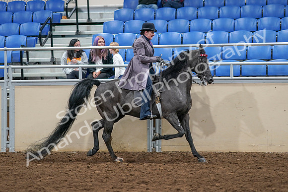 2020 - AB Morgan Horse - Sat, Sept 05 - 13996