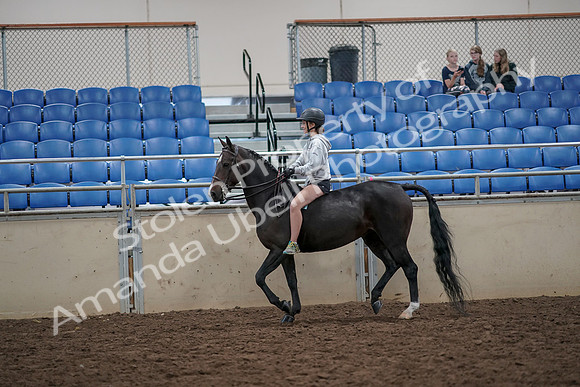 2019 Morgan Horse Show - Aug 30, 2019 - 31044