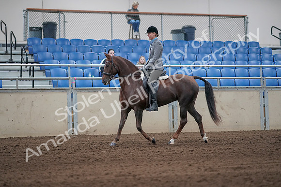 2019 Morgan Horse Show - Sept 01, 2019 - 06227
