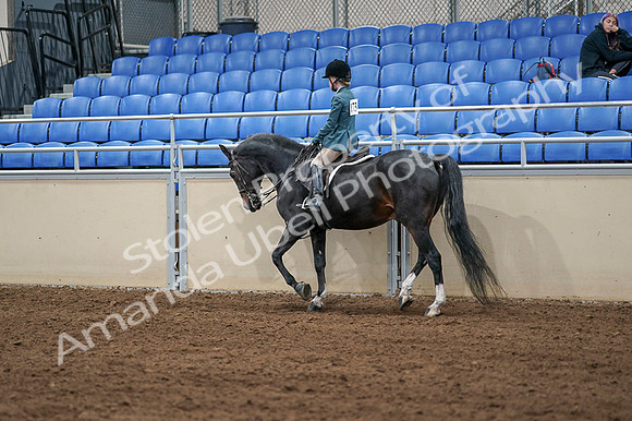2020 - AB Morgan Horse - Fri, Sept 04 - 07744