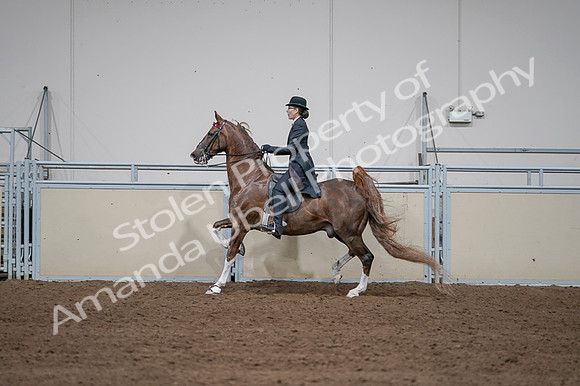 2020 - AB Morgan Horse - Fri, Sept 04 - 09625