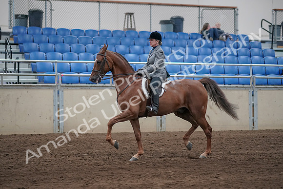 2019 Morgan Horse Show - Sept 01, 2019 - 12235