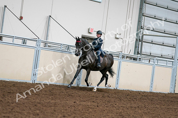 2020 - AB Morgan Horse - Fri, Sept 04 - 03194