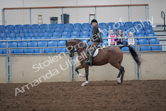2019 Morgan Horse Show - Aug 31, 2019 - 15919