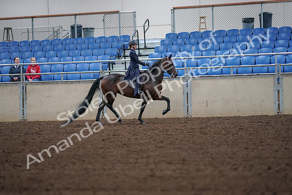 2019 Morgan Horse Show - Aug 30, 2019 - 18032