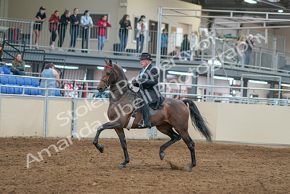 2020 - AB Morgan Horse - Sat, Sept 05 - 07898