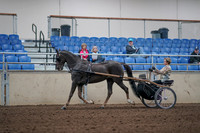 2019 Morgan Horse Show - Aug 31, 2019 - 10260