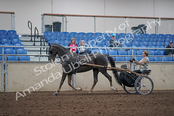 2019 Morgan Horse Show - Aug 31, 2019 - 10260