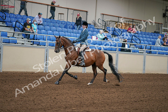 2020 - AB Morgan Horse - Fri, Sept 04 - 03967