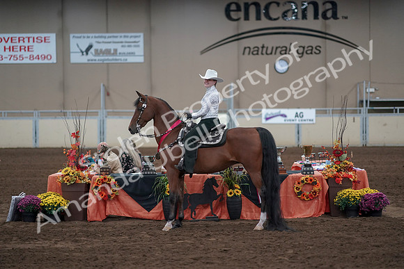 2019 Morgan Horse Show - Sept 01, 2019 - 07265